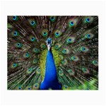 Peacock Bird Feathers Pheasant Nature Animal Texture Pattern Small Glasses Cloth