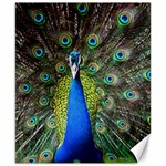 Peacock Bird Feathers Pheasant Nature Animal Texture Pattern Canvas 8  x 10 