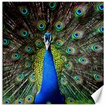 Peacock Bird Feathers Pheasant Nature Animal Texture Pattern Canvas 12  x 12 
