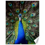 Peacock Bird Feathers Pheasant Nature Animal Texture Pattern Canvas 12  x 16 