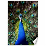 Peacock Bird Feathers Pheasant Nature Animal Texture Pattern Canvas 12  x 18 