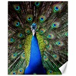 Peacock Bird Feathers Pheasant Nature Animal Texture Pattern Canvas 16  x 20 