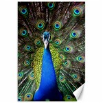 Peacock Bird Feathers Pheasant Nature Animal Texture Pattern Canvas 20  x 30 
