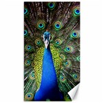 Peacock Bird Feathers Pheasant Nature Animal Texture Pattern Canvas 40  x 72 