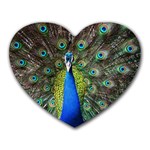 Peacock Bird Feathers Pheasant Nature Animal Texture Pattern Heart Mousepad
