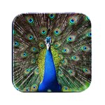 Peacock Bird Feathers Pheasant Nature Animal Texture Pattern Square Metal Box (Black)