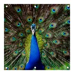 Peacock Bird Feathers Pheasant Nature Animal Texture Pattern Banner and Sign 3  x 3 