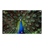 Peacock Bird Feathers Pheasant Nature Animal Texture Pattern Banner and Sign 5  x 3 