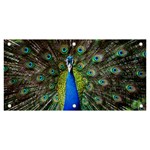 Peacock Bird Feathers Pheasant Nature Animal Texture Pattern Banner and Sign 6  x 3 