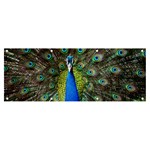 Peacock Bird Feathers Pheasant Nature Animal Texture Pattern Banner and Sign 8  x 3 