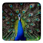 Peacock Bird Feathers Pheasant Nature Animal Texture Pattern Square Glass Fridge Magnet (4 pack)