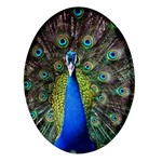 Peacock Bird Feathers Pheasant Nature Animal Texture Pattern Oval Glass Fridge Magnet (4 pack)
