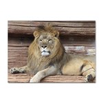 Lion Sticker A4 (100 pack)