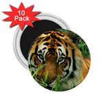 Tiger 2.25  Magnet (10 pack)