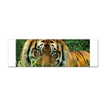 Tiger Sticker Bumper (100 pack)