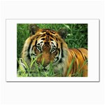 Tiger Postcards 5  x 7  (Pkg of 10)