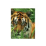 Tiger Memory Card Reader (Rectangular)