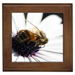 Bee on a Daisy Framed Tile