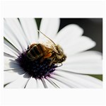 Bee on a Daisy Glasses Cloth (Large)
