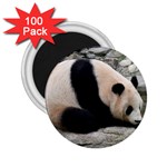 Giant Panda 2.25  Magnet (100 pack) 
