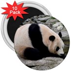 Giant Panda 3  Magnet (10 pack)