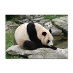 Giant Panda Sticker A4 (100 pack)