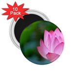 Pink Flowers 2.25  Magnet (10 pack)