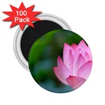 Pink Flowers 2.25  Magnet (100 pack) 