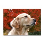 dog-photo cute Sticker A4 (10 pack)