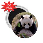 Big Panda 2.25  Magnet (100 pack) 