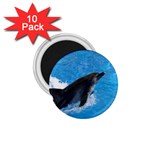 Swimming Dolphin 1.75  Magnet (10 pack) 