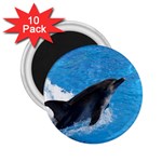 Swimming Dolphin 2.25  Magnet (10 pack)