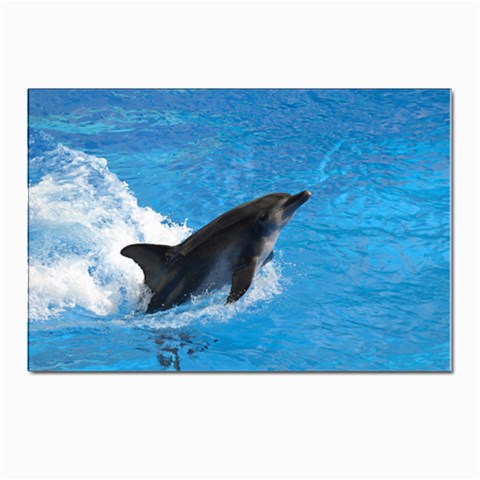 Swimming Dolphin Postcards 5  x 7  (Pkg of 10) from ZippyPress Front