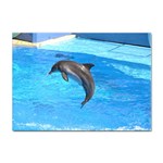 Jumping Dolphin Sticker A4 (10 pack)